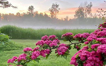 Sunrise in Latvia, mist, pink, blossoms, Latvia, sunrise HD wallpaper