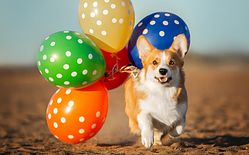 Corgi with Balloons, colors, dog, balloons, Pembroke HD wallpaper