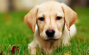 Animals, Dogs HD wallpaper