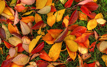 Latest Autumn Leaves, autumn, leaves, nature HD wallpaper