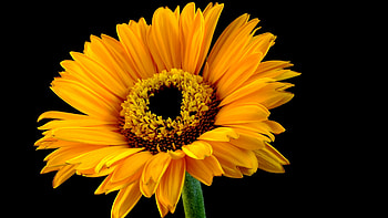 Close-up, Sunflowers HD wallpaper