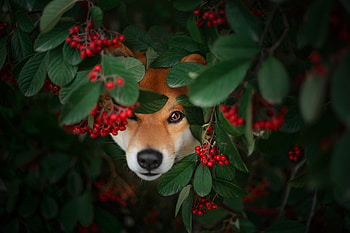 Shiba-Inu, animal, Shiba, pup, Inu, Dog HD wallpaper