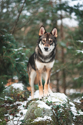 Animals, Dog, Wolf, Sight, Opinion, Stroll HD phone wallpaper