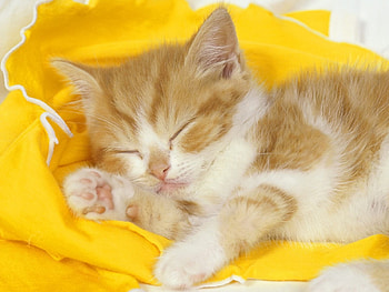 sleepy cat, animal, kitten, cute, sleep HD wallpaper
