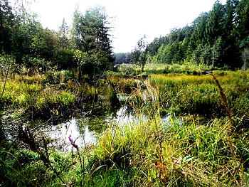 Summer in Latvia., summer, forests, nature, beauty HD wallpaper