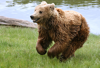 Animals, Bear, Stroll, Run Away, Run HD wallpaper