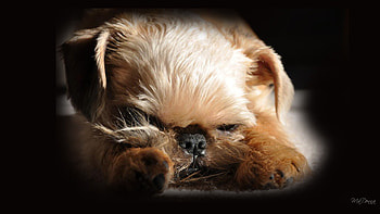 Ikorus Sleeping, dog, puppy, pup, tired, brussels griffon, firefox persona, sleep HD wallpaper