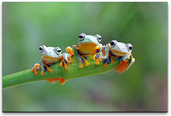 Javan Flying Tree Frog, frog, flying, javan, tree HD wallpaper