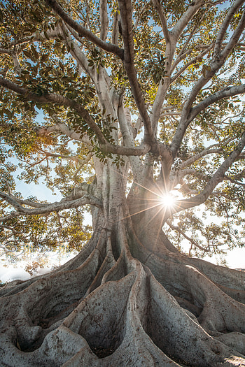 Nature, Wood, Tree, Roots, Sunlight, Giant HD phone wallpaper
