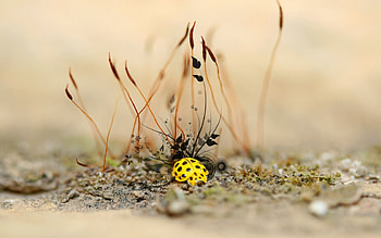 Yellow beetle, insects, beetle, yellow HD wallpaper