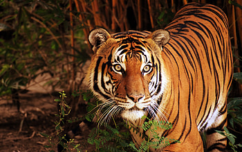 tiger, evening, jungle, wildlife, dangerous animals, tigers, wild cats, tiger in the forest HD wallpaper