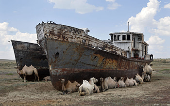 Uzbekistan, Camels, Abandoned ships, world HD wallpaper