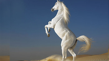 white horse best HD wallpaper