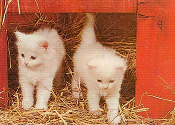 twin kittens, kitten, barn, twin, hay, cute HD wallpaper