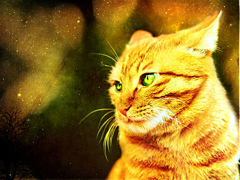 phoenixfeather, kitten, golden, abstract, kitty, 3d, animals, cute, cat HD wallpaper