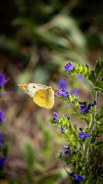 Animals, Flowers, Macro, Butterfly, Wings HD phone wallpaper