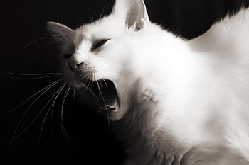 Animals, Background, Muzzle, Color, To Fall, Mouth, Meow, Mustache, Moustache, Wool, Language, Tongue HD wallpaper
