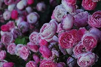 Pink roses, flowers HD wallpaper