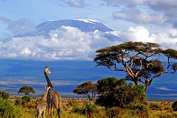 Kilimanjaro, Travels, African mountain, Volcanic peak HD wallpaper