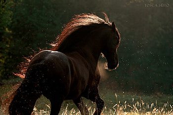 At The Double, dawn, horses, chestnut, brown, forest HD wallpaper