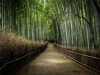 Green way, trees, beatifull path, forest HD wallpaper