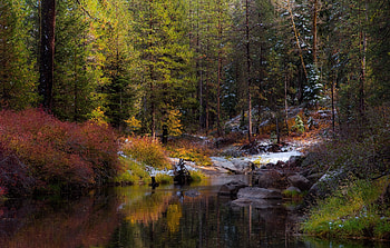 Forest, river, landscape, nature, , wate HD wallpaper