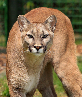 Cougar (Animal), Majestic feline, stock , Graceful predator HD phone wallpaper