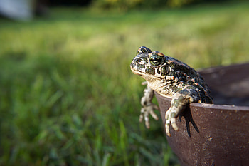 Small frog, Toad's cousin, , Nature's little wonders HD wallpaper