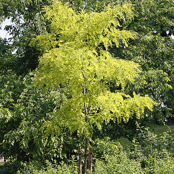 Planting honey locust, Tree care tips, Enhancing landscapes, Nature's contribution HD phone wallpaper