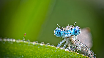 Dragonfly, Biology HD wallpaper