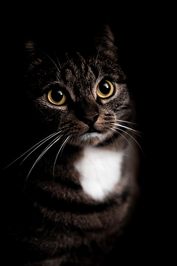 Animals, Cat, Pet, Sight, Opinion, Animal HD phone wallpaper