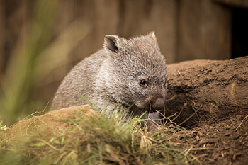 Australian beuteltier, Wombat species, Down Under HD wallpaper