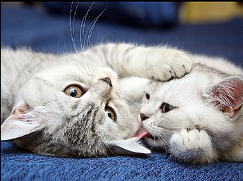 Cats Love, cats, love, animals HD wallpaper