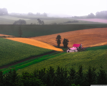 Fog at the Pink House, fog, field, house, trees, nature, mists HD wallpaper