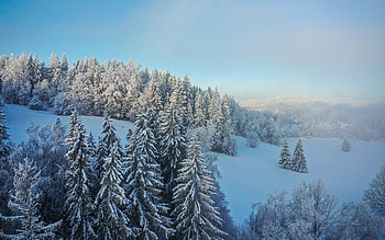 Winter Landscape, Latvia, spruces, winter, hills HD wallpaper