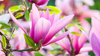 Magnolia Tree, Transplanting, Gardening, Bush HD wallpaper