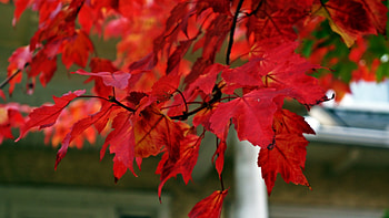 Beautiful Autumn Leaves, gorgeous autumn, autumn leaves, red autumn HD wallpaper