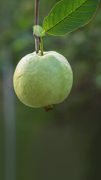 Amrud guava, Hindi fact, Motivational quote, True health benefits HD phone wallpaper