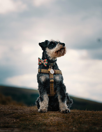 Animals, Dog, Muzzle, Focus, Miniature Schnauzer, Cergschnauzer HD phone wallpaper