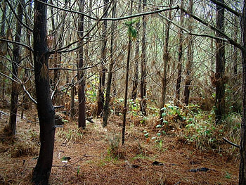 Resting Spot, trees, leaves, limb, forest HD wallpaper