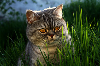 Animals, Grass, Cat, Muzzle, Fat, Thick HD wallpaper