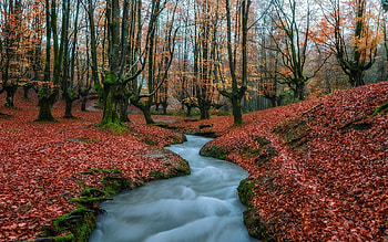 Stream in Autumn Forest, autumn, water, forest, stream HD wallpaper