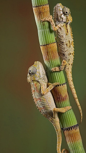 Chameleons crawling couple branch HD phone wallpaper