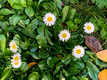 Floricele albe, ser, cer, ger, aer HD wallpaper