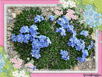 FOR GET ME NOTS, PRETTY, FLOWERS, ME, FOR, NOT, GET HD wallpaper