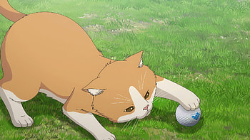 Anime Cat from Oi! Tonbo Playing with Ball, Anime, Oi! Tonbo, cat, anime cat HD wallpaper