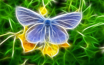 Butterflies, Insects, Art HD wallpaper
