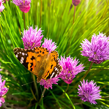 Outsidepride chives seed, Flowering plants, Patio, Lawn HD phone wallpaper