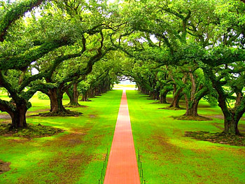 Beautiful Trees, trees, cool, beautiful HD wallpaper