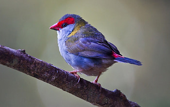Bird, blue, branch, red, pasare HD wallpaper